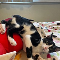 adopt a pet