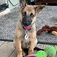 adopt a pet