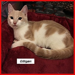 Thumbnail photo of Gilligan #1