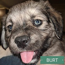 Photo of BURT