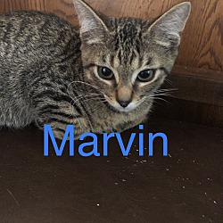 Photo of Marvin