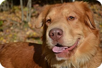 Newport, VT - Australian Shepherd. Meet Shari a Dog for Adoption.