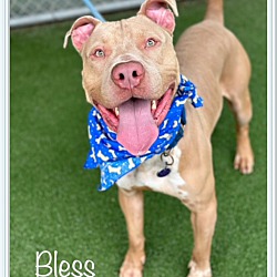 Photo of BLESS