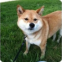 Worcester Ma Shiba Inu Meet Roxy A Pet For Adoption