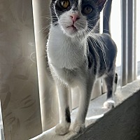 adopt a pet