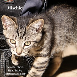Thumbnail photo of Mischief #2