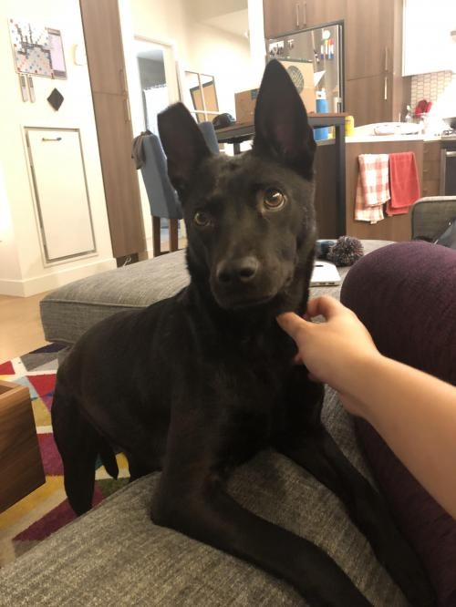 formosan mountain dog puppy for sale