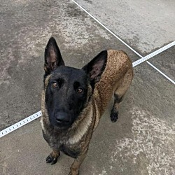 Belgian Malinois Puppies For Sale In Georgia Adoptapet Com