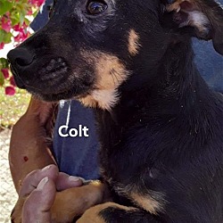 Thumbnail photo of Colt #2