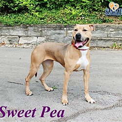 Thumbnail photo of Sweet Pea #2
