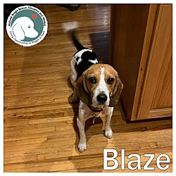 Photo of Blaze