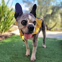 adopt a pet