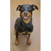 adopt-pet
