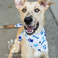 adopt a pet