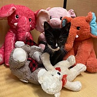 adopt a pet