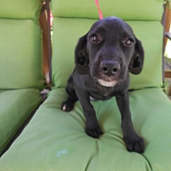 Thumbnail photo of Shelby-Blk puppy Adopted! #2