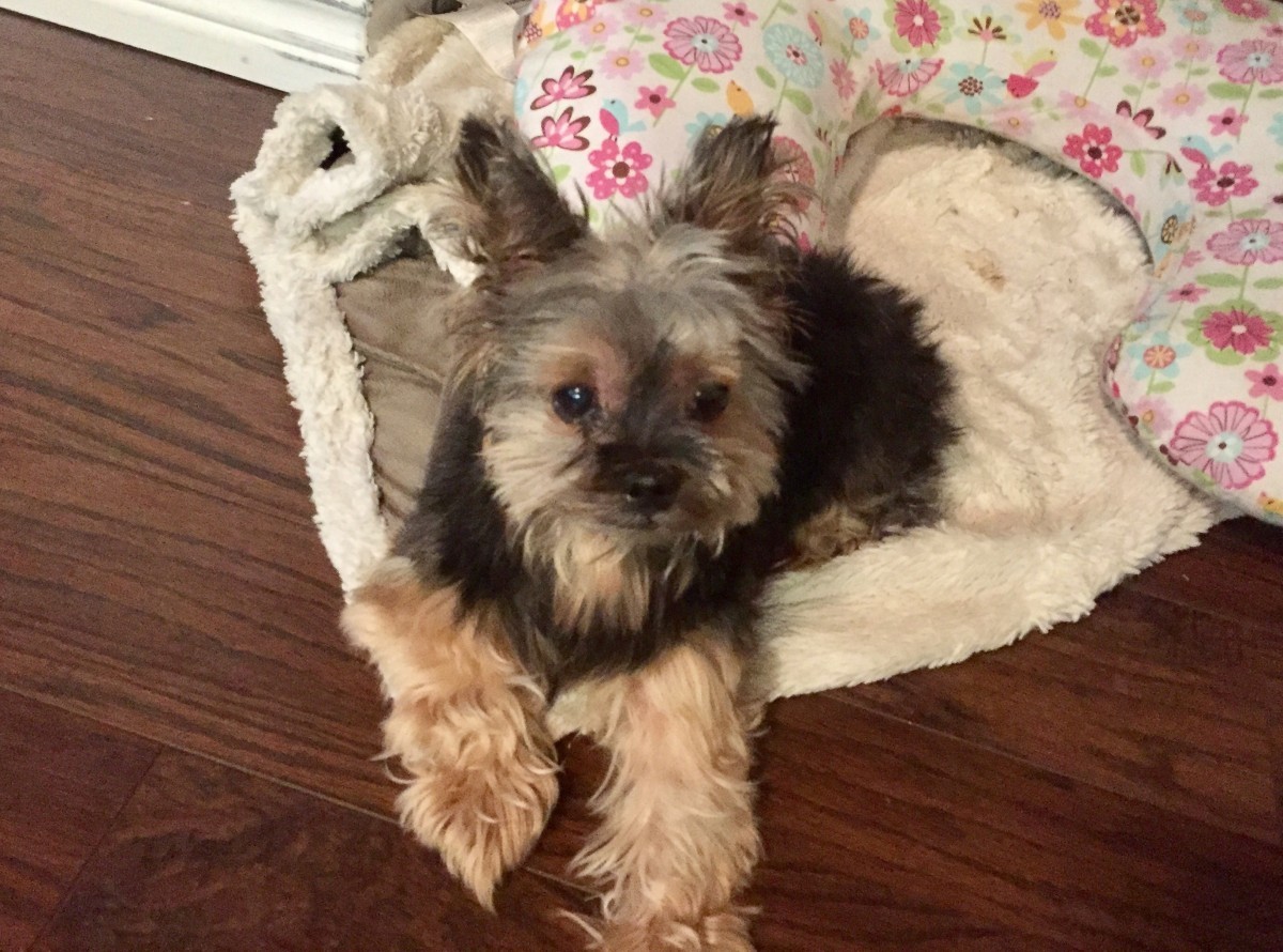 Temple Tx Yorkie Yorkshire Terrier Meet Faith A Pet For Adoption