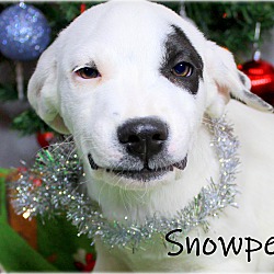Thumbnail photo of Snowpee~adopted! #3