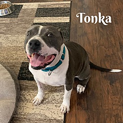 Thumbnail photo of Tonka #3