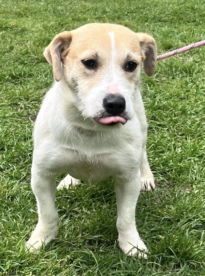 Moultrie, GA - Jack Russell Terrier. Meet Trixie a Pet for Adoption ...