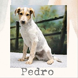 Photo of Pedro