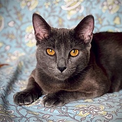 Photo of Bishop #incredibly-affectionate