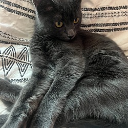 Photo of Tiny Kitty