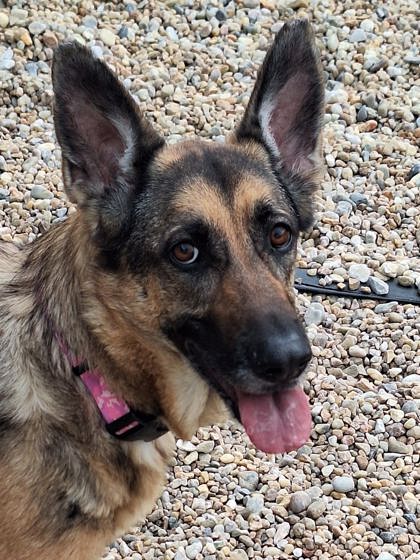 Chesapeake, VA - German Shepherd Dog. Meet Sage a Pet for Adoption ...