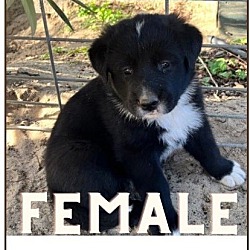 Thumbnail photo of Puppies-Ballico, CA #2
