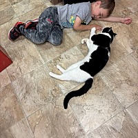 adopt a pet