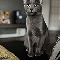 adopt a pet