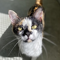 adopt a pet