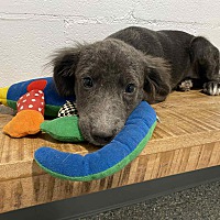 adopt a pet