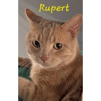 adopt-pet