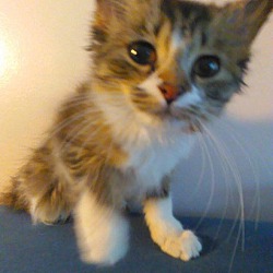 Thumbnail photo of Tessa - Pending adoption #1