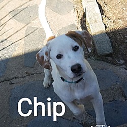 Photo of chip