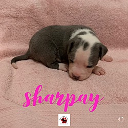 Thumbnail photo of Sharpay #3