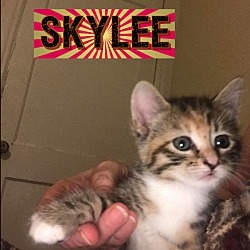 Photo of Skylee