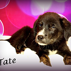 Thumbnail photo of Tate~adopted! #1