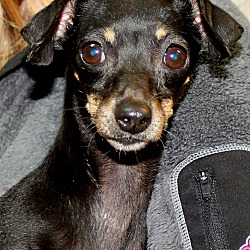 Thumbnail photo of Gidget ~adopted! #1