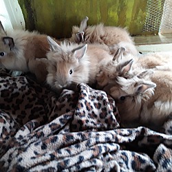 Thumbnail photo of 5 Lionhead bunnies #2