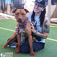 adopt a pet