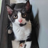 adopt-pet