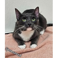adopt-pet