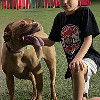 adopt a pet
