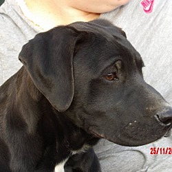 Thumbnail photo of Keno (35 lb) Smart Puppy! #3
