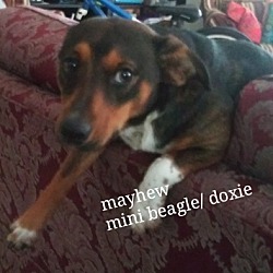 Photo of Mayhew mini beagle/dachshund