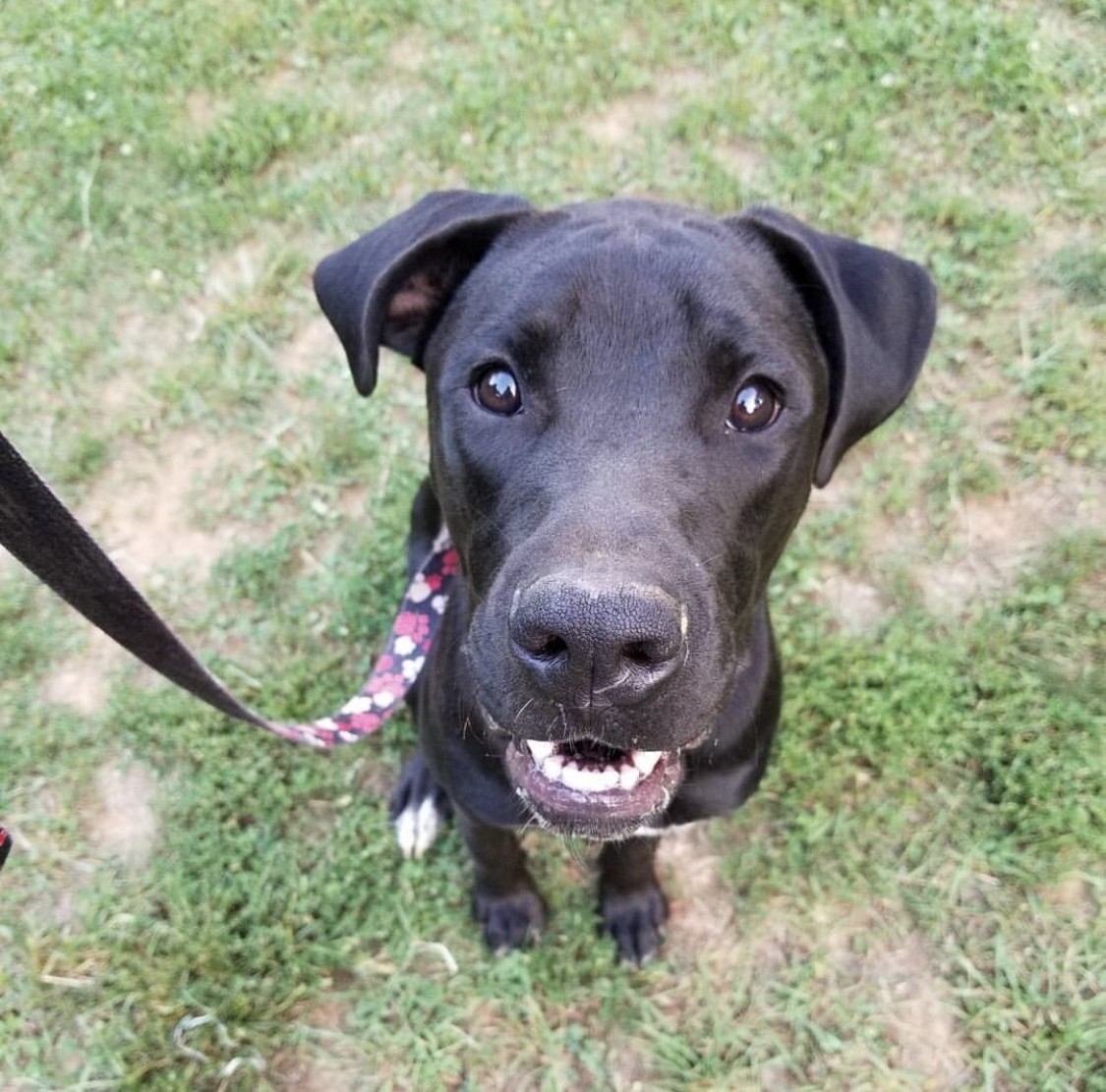 Adopt Jack a Black Boxer / Great Dane / Mixed dog in Weaverville, NC ...