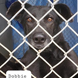 Thumbnail photo of Dobbie #2