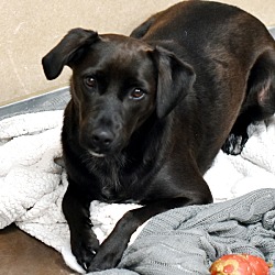 Photo of Chloe -- Bonded Buddy With Taffy